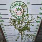 Orgován meyerov (Syringa meyeri) ´PALIBIN´ - výška 120-140 cm, kont. C5L - NA KMIENKU